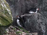 Fratercula arctica 18, Papegaaiduiker, Saxifraga-Harry van Oosterhout