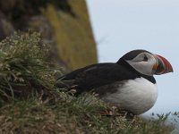 Fratercula arctica 21, Papegaaiduiker, Saxifraga-Peter Stein