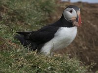 Fratercula arctica 24, Papegaaiduiker, Saxifraga-Peter Stein