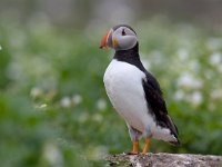 Fratercula arctica, Puffin; Papegaaiduiker  Fratercula arctica, Puffin; Papegaaiduiker : Engeland, England, Farne Isles, Fratercula arctica, Groot-Brittanie, Puffin, Seahouses, black, green, groen, papegaaiduiker, planten, plants, sea bird, sea birds, vegetatie, vegetation, vogel, white, white flowers, wit, witte bloemen, zeevogel, zeevogels, zwart