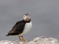 Fratercula arctica, Puffin; Papegaaiduiker  Fratercula arctica, Puffin; Papegaaiduiker : Engeland, England, Farne Isles, Fratercula arctica, Groot-Brittanie, Puffin, Seahouses, black, papegaaiduiker, sea bird, sea birds, vogel, white, wit, zeevogel, zeevogels, zwart