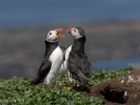 Fratercula arctica, Puffin; Papegaaiduiker  Fratercula arctica, Puffin; Papegaaiduiker : Engeland, England, Farne Isles, Fratercula arctica, Puffin, papegaaiduiker, sea bird, sea birds, vogel, zeevogel, zeevogels