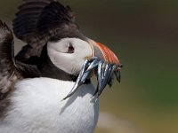 Fratercula arctica, Puffin; Papegaaiduiker  Fratercula arctica, Puffin; Papegaaiduiker : Engeland, England, Farne Isles, Fratercula arctica, Puffin, papegaaiduiker, sea bird, sea birds, vogel, zeevogel, zeevogels