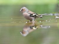 Fringilla coelebs 108, Vink, Saxifaga-Luuk Vermeer