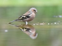 Fringilla coelebs 109, Vink, Saxifaga-Luuk Vermeer