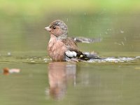 Fringilla coelebs 115, Vink, Saxifaga-Luuk Vermeer