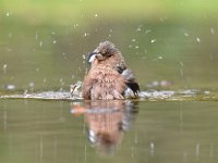 Fringilla coelebs 116, Vink, Saxifaga-Luuk Vermeer