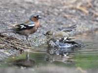 Fringilla coelebs 117, Vink, Saxifaga-Luuk Vermeer