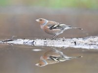 Fringilla coelebs 118, Vink, Saxifaga-Luuk Vermeer