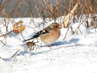 Fringilla coelebs 126, Vink, Saxifraga-Bart Vastenhouw