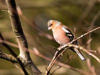 Fringilla coelebs 127, Vink, Saxifraga-Bart Vastenhouw