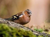 Fringilla coelebs 129, Vink, Saxifraga-Bart Vastenhouw