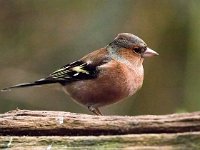 Fringilla coelebs 130, Vink, Saxifraga-Bart Vastenhouw