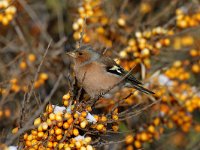 Fringilla coelebs 14, Vink, male, Saxifraga-Piet Munsterman