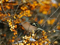 Fringilla coelebs 15, Vink, male, Saxifraga-Piet Munsterman