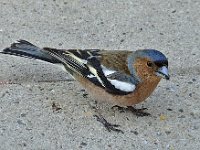 Vink #16130 : Vink, Fringilla coelebs, Chaffinch, male