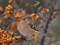 Fringilla coelebs 19, Vink, Saxifraga-Piet Munsterman