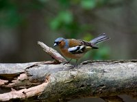 Vink  vink : Fringilla coelebs