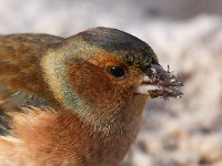 Fringilla coelebs 21, Vink, Saxifraga-Bart Vastenhouw