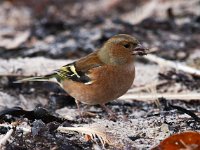 Fringilla coelebs 22, Vink, Saxifraga-Bart Vastenhouw