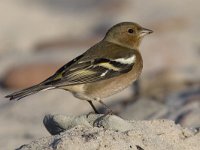 Fringilla coelebs 24, Vink, Saxifraga-Mark Zekhuis