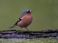 Vink  Vink te Garderen : Fringilla coelebs