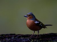 Vink  Vink te Garderen : Fringilla coelebs