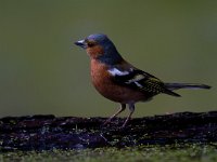 Vink  Vink te Garderen : Fringilla coelebs