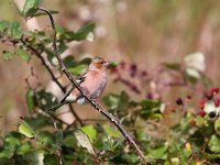 Fringilla coelebs 38, Vink, Saxifraga-Bart Vastenhouw