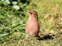 Fringilla coelebs 39, Vink, Saxifraga-Bart Vastenhouw