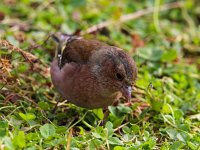 Fringilla coelebs 40, Vink, Saxifraga-Bart Vastenhouw