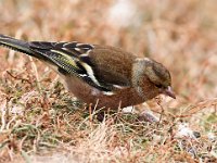 Fringilla coelebs 42, Vink, Saxifraga-Bart Vastenhouw