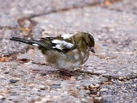 Fringilla coelebs 44, Vink, Saxifraga-Bart Vastenhouw