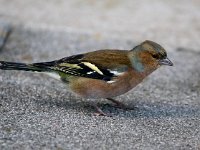 Fringilla coelebs 45, Vink, Saxifraga-Bart Vastenhouw