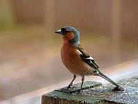 Fringilla coelebs 47, Vink, Saxifraga-Hans Dekker