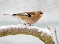 Fringilla coelebs 52, Vink, Saxifaga-Bart Vastenhouw