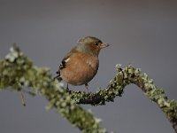 Fringilla coelebs 53, Vink, Saxifaga-Luuk Vermeer