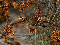 Fringilla coelebs 6, Vink, Saxifraga-Piet Munsterman