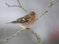 Fringilla coelebs 61, Vink, Saxifaga-Luuk Vermeer