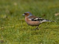 Fringilla coelebs 7, Vink, male, Saxifraga-Mark Zekhuis