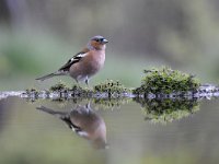 Fringilla coelebs 75, Vink, Saxifaga-Luuk Vermeer