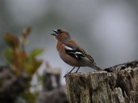 Fringilla coelebs 76, Vink, Saxifaga-Luuk Vermeer