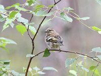 Fringilla coelebs 79, Vink, Saxifaga-Luuk Vermeer