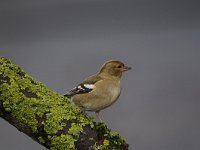 Fringilla coelebs 84, Vink, Saxifaga-Luuk Vermeer