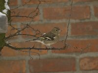 Fringilla coelebs 9, Vink, female, Saxifraga-Willem van Kruijsbergen