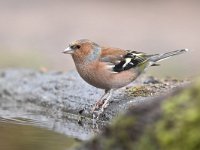 Fringilla coelebs 91, Vink, Saxifaga-Luuk Vermeer