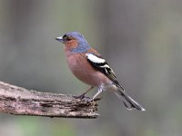 Fringilla coelebs 98, Vink, Saxifaga-Luuk Vermeer