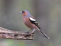 Fringilla coelebs 99, Vink, Saxifaga-Luuk Vermeer