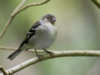 Fringilla coelebs palmae 33, Vink, female, Saxifraga-Rik Kruit