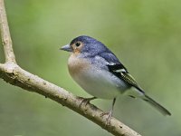 Fringilla coelebs palmae 34, Vink, male, Saxifraga-Rik Kruit